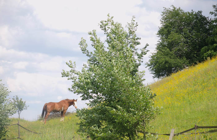 Gîte Varsberg, Moselle - paysage alentours    